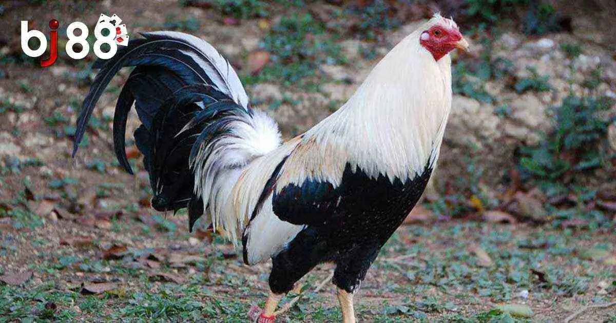 V&igrave; sao đ&aacute; g&agrave; Mỹ tạo ra sự cuốn h&uacute;t với nhiều người?