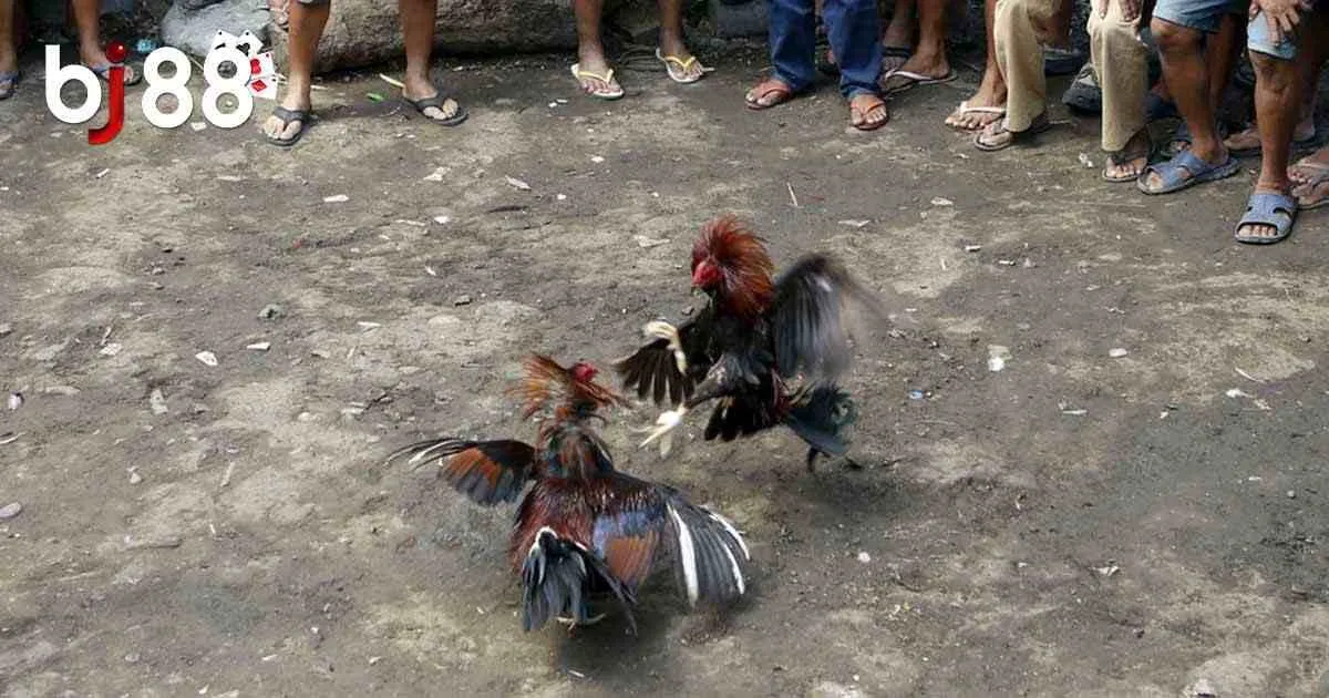 Đá Gà Philippines - Bộ Môn Giải Trí Lý Thú, Kiếm Thưởng Cao 4 Các hình thức chơi chọi kê Philippines siêu hấp dẫn