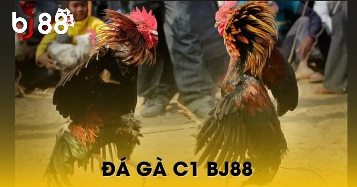 Sức Hấp Dẫn Đá Gà BJ88 Và Hướng Dẫn Tham Gia Cho Tân Binh 2 Sức hấp dẫn của đá gà BJ88 đẳng cấp hàng đầu