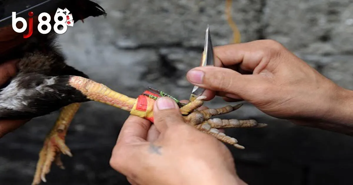 Đá Gà Cựa Dao - Siêu Phẩm Cá Cược Hấp Dẫn Tại BJ88 4 Kinh nghiệm chơi đá gà cựa dao hay tại nhà cái BJ88