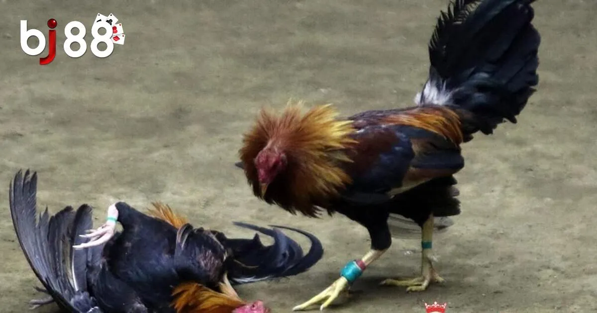 Đá Gà Cựa Dao - Siêu Phẩm Cá Cược Hấp Dẫn Tại BJ88 3 Luật chơi đá gà cựa dao cơ bản tại BJ88