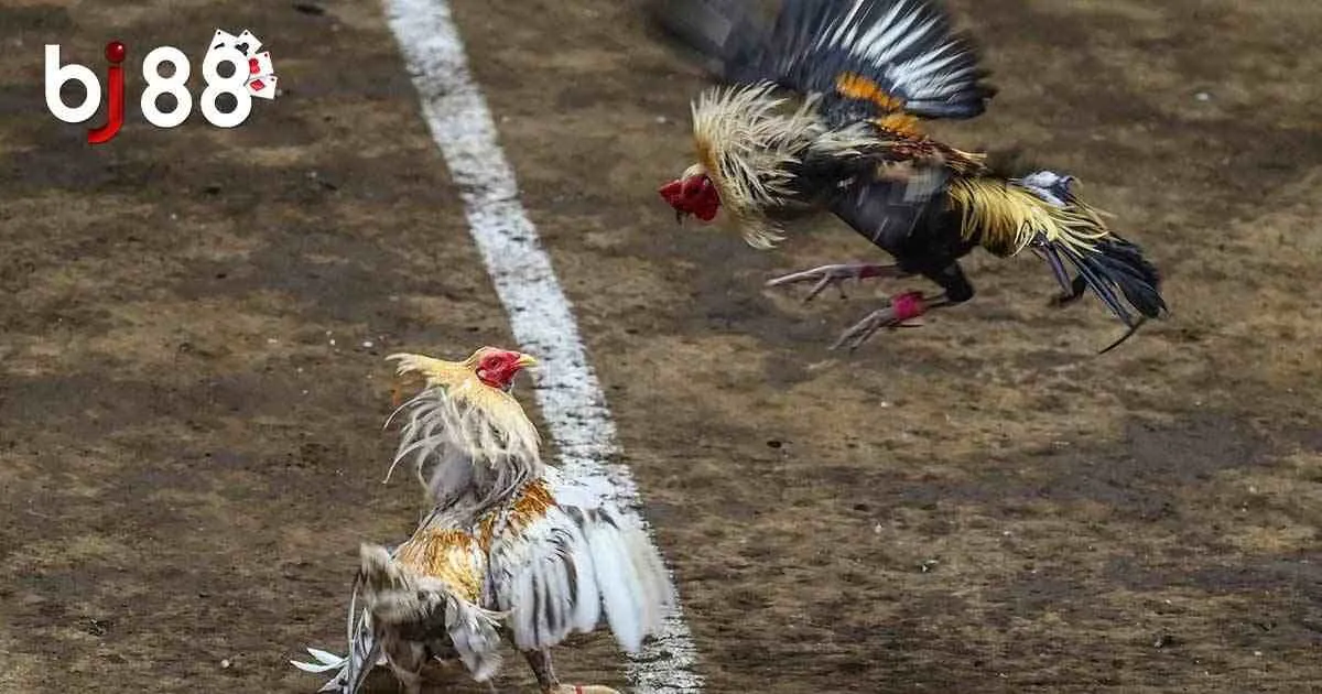 Đá Gà Philippines - Bộ Môn Giải Trí Lý Thú, Kiếm Thưởng Cao 3 Sức hút của đá gà Philippines trực tuyến