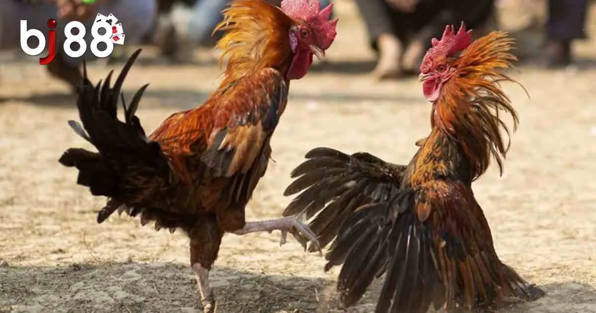 Đá Gà Philippines - Bộ Môn Giải Trí Lý Thú, Kiếm Thưởng Cao 2 Giới thiệu đôi nét về đá gà Philippines