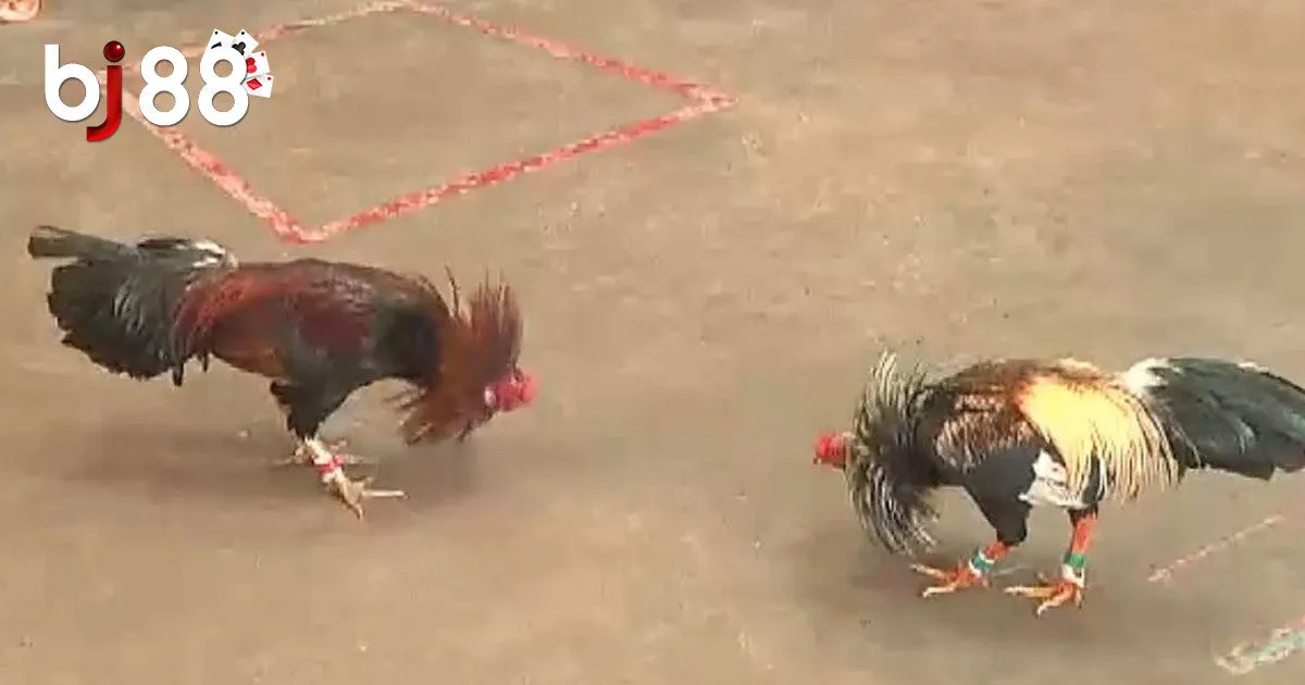 B&iacute; quyết chơi đ&aacute; g&agrave; Campuchia lu&ocirc;n thắng đậm tại BJ88