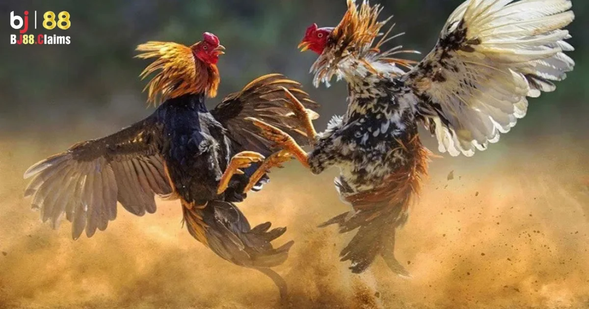 Đá Gà BJ88: Các Quy Tắc Cơ Bản Khi Chơi Đá Gà Tại BJ88 3 Tham gia cá cược đá gà