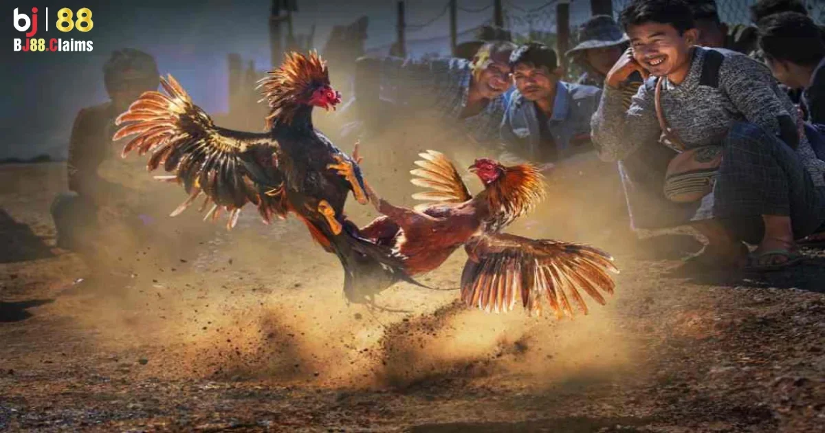 C&aacute;c bước đăng k&yacute; t&agrave;i khoản BJ88 để cược đ&aacute; g&agrave; Campuchia