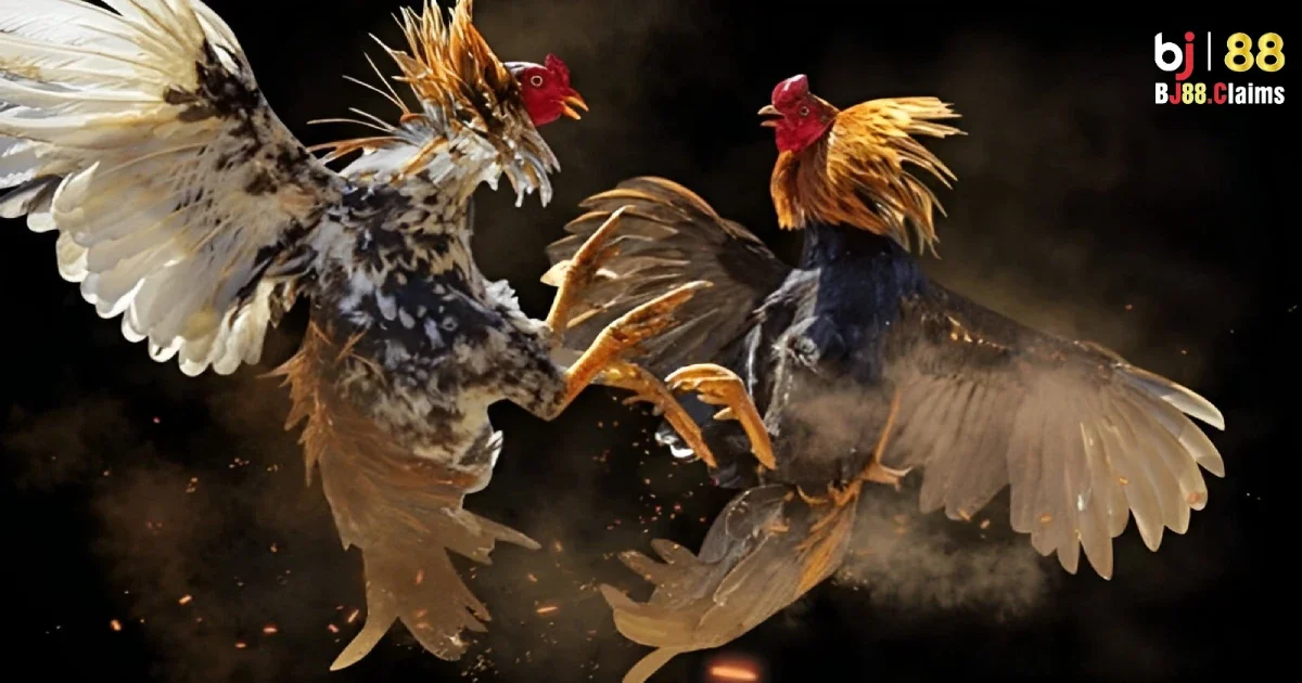 Đặc điểm độc đ&aacute;o của đ&aacute; g&agrave; cựa dao tại BJ88