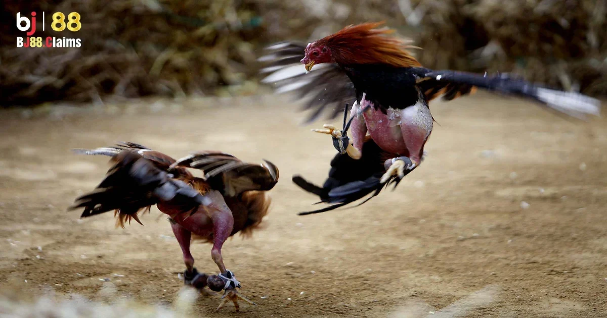 T&igrave;m hiểu về chất liệu đ&aacute; g&agrave; cựa dao tại BJ88