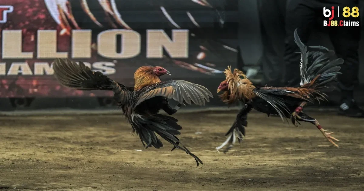 Đá Gà Philippines Trên BJ88 Có Gì Nổi Bật? Khám Phá Chi Tiết 2 Đá gà Philippines trên BJ88 có gì nổi bật?