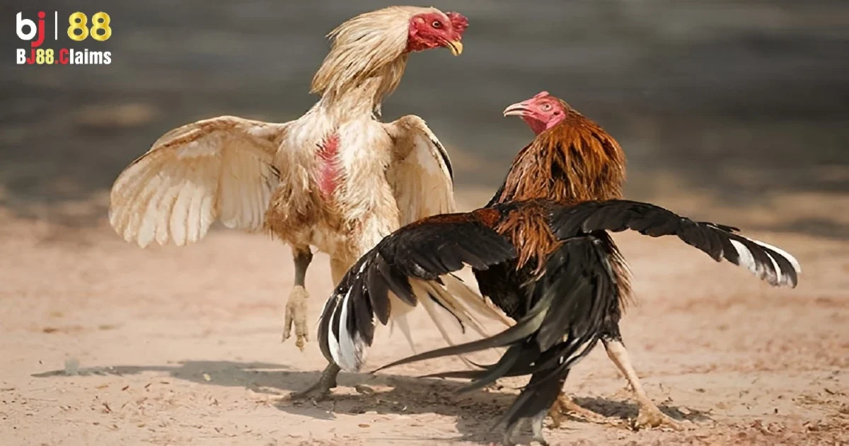 Đá Gà Philippines Trên BJ88 Có Gì Nổi Bật? Khám Phá Chi Tiết 3 Cộng đồng người chơi sôi động