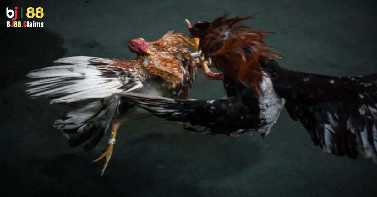 Đá Gà Philippines Trên BJ88 Có Gì Nổi Bật? Khám Phá Chi Tiết 4 Tại sao đá gà Philippines lại thu hút người chơi trên BJ88?