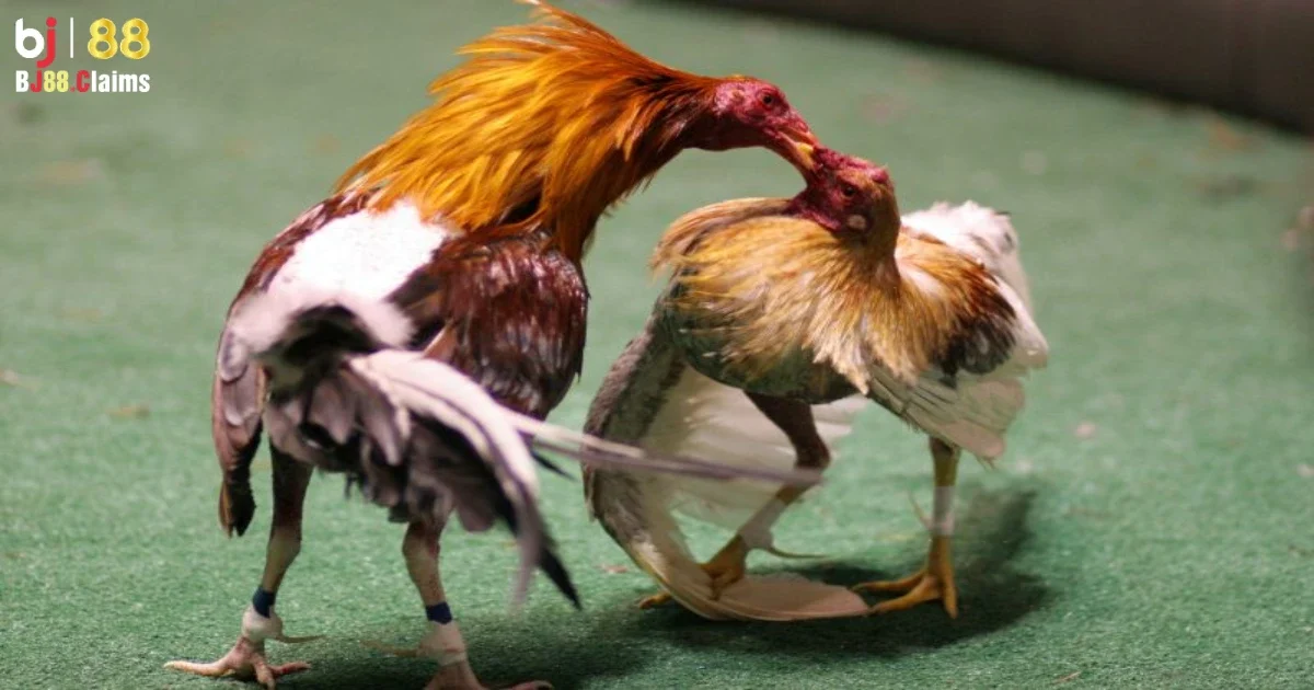 Đá Gà Philippines Trên BJ88 Có Gì Nổi Bật? Khám Phá Chi Tiết 5 Được trang bị công nghệ hiện đại