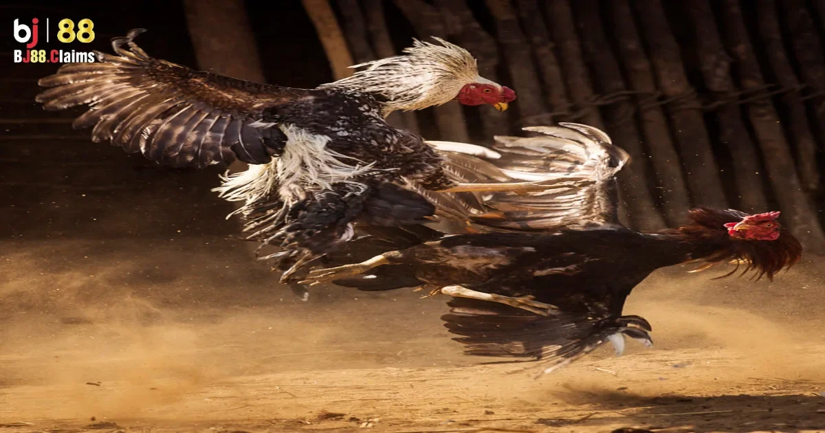 Đá Gà Tre Trên BJ88 Có Gì Đặc Biệt? Cùng Giải Đáp Chi Tiết 5 Sự biến hóa của trò chơi