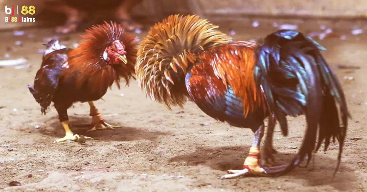 Cung cấp nhiều loại h&igrave;nh cược phong ph&uacute;