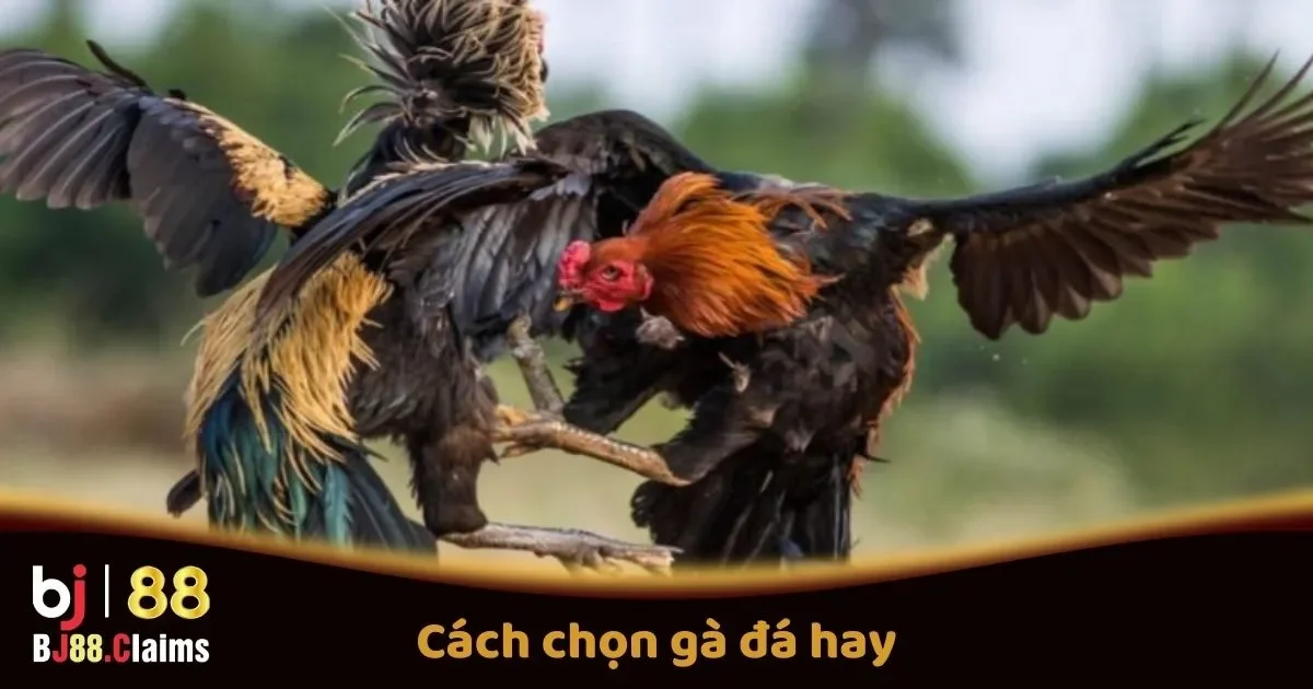 C&aacute;ch Chọn G&agrave; Đ&aacute; Hay Để C&aacute; Cược Th&agrave;nh C&ocirc;ng Tr&ecirc;n BJ88