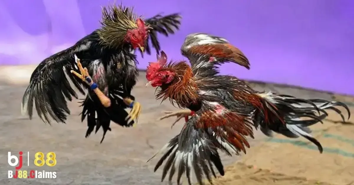 Thể Trạng Của G&agrave;