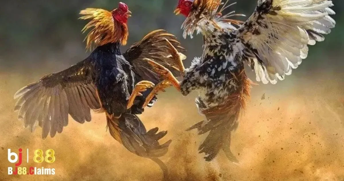 C&aacute;c chiến thuật phổ biến trong đ&aacute; g&agrave; Thomo