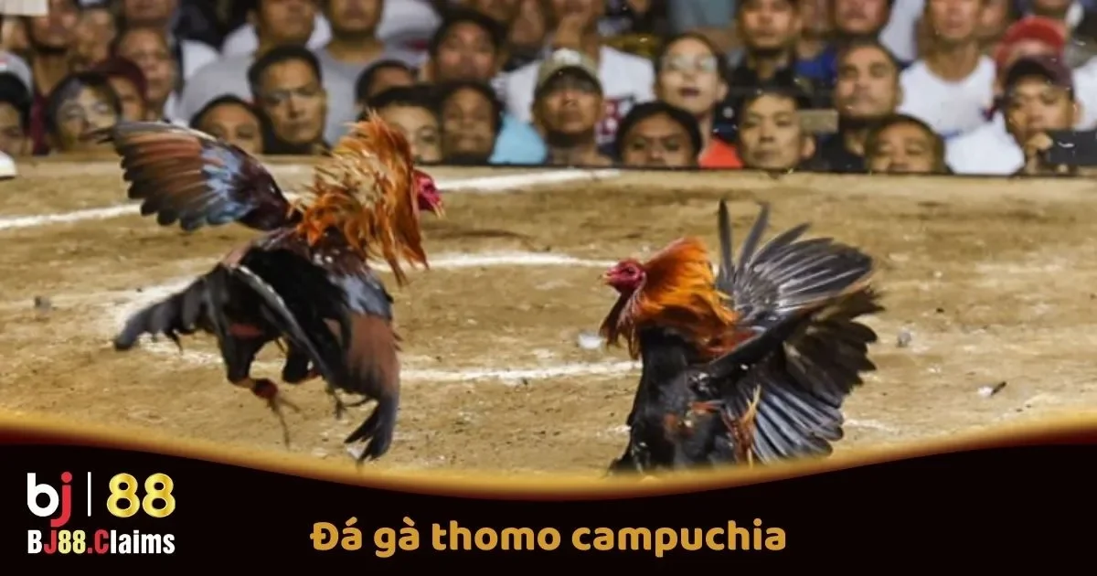 Đá Gà Thomo Campuchia Tại BJ88: Các Trận Đấu Hấp Dẫn 2 Đá Gà Thomo Campuchia Tại BJ88: Các Trận Đấu Hấp Dẫn