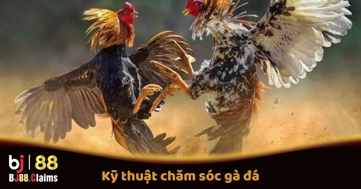 Kỹ Thuật Chăm S&oacute;c G&agrave; Đ&aacute; Để Tăng Cường Sức Mạnh Cho G&agrave; Trước Trận Đấu