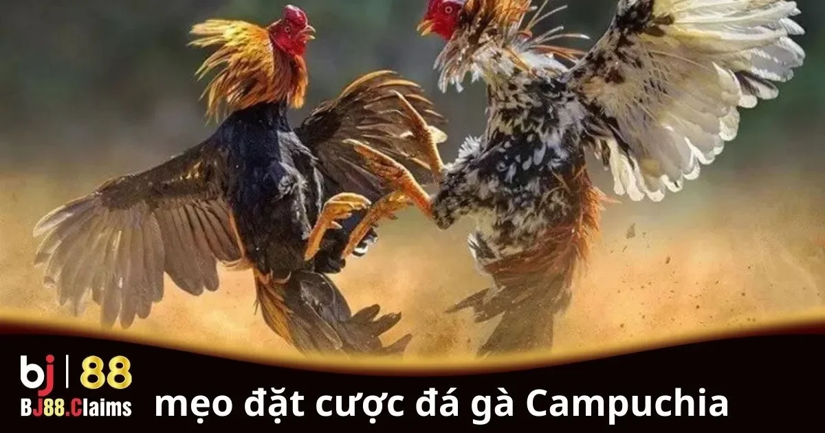 Mẹo đặt cược đ&aacute; g&agrave; Campuchia cho người chơi mới