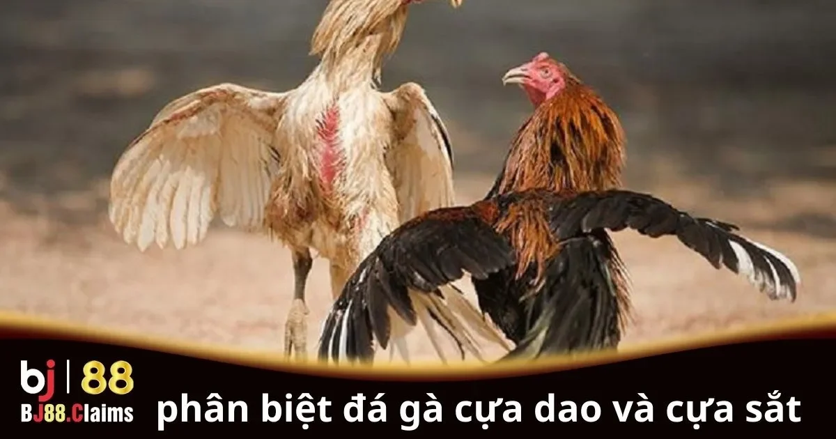 Ph&acirc;n biệt đ&aacute; g&agrave; cựa dao v&agrave; cựa sắt chi tiết