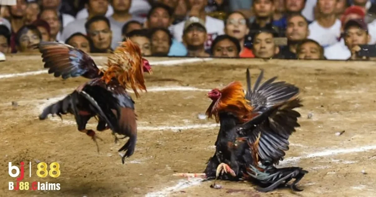 Đặc điểm của đ&aacute; g&agrave; cựa dao v&agrave; c&aacute;ch chơi