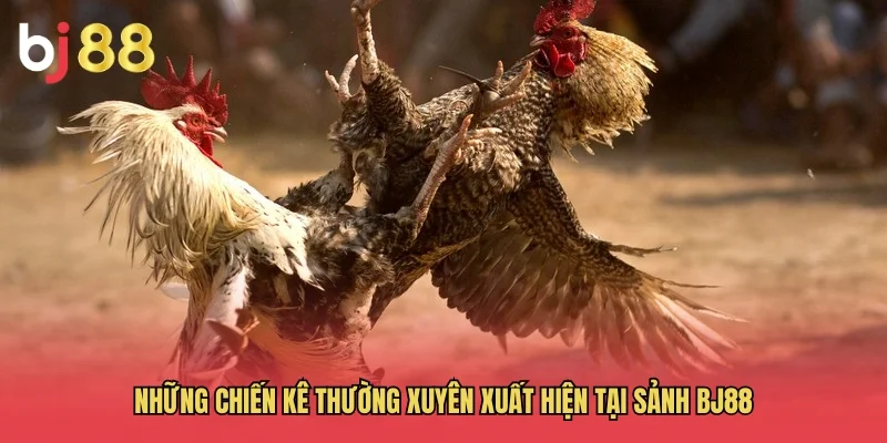 BJ88 – Link Vào Nhà Cái BJ88 Đá Gà Trực Tiếp Mới Nhất 2026 31 Những chiến kê thường xuyên xuất hiện tại sảnh BJ88